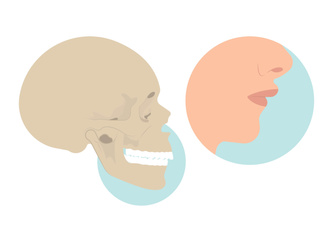 Profil du visage et du crâne présentant l'alignement dentaire